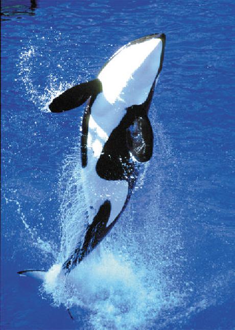 Holiday Inn SAN ANTONIO-DWTN (MARKET SQ)