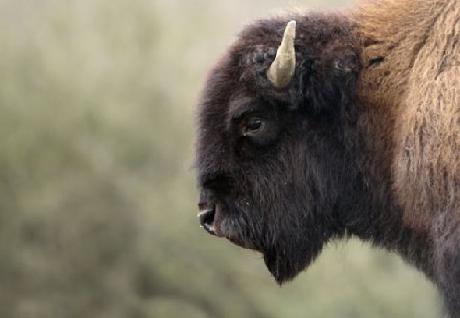 SpringHill Suites Denver North/Westminster