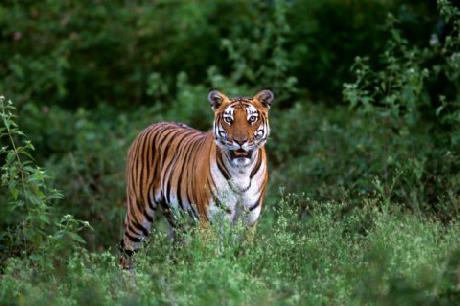 Orange County Kabini