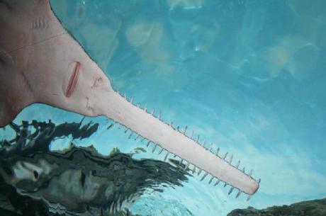 Hampton Inn North Myrtle Beach/Harbourgate