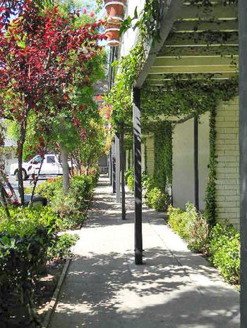 Alamo Inn And Suites