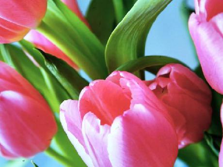 Quentin Amsterdam Hotel