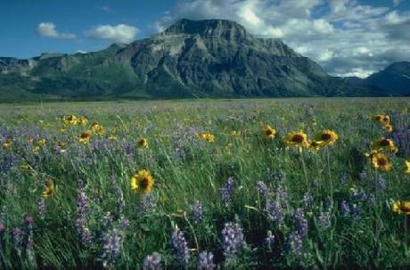 Crandell Mountain Lodge