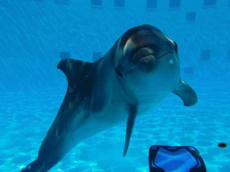 Holiday Inn Resort FORT WALTON BEACH