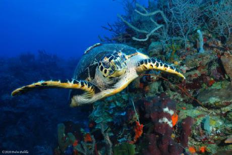 Copamarina Beach Resort and Spa