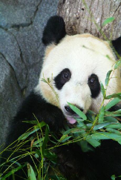 Staybridge Suites MEMPHIS-POPLAR AVE EAST