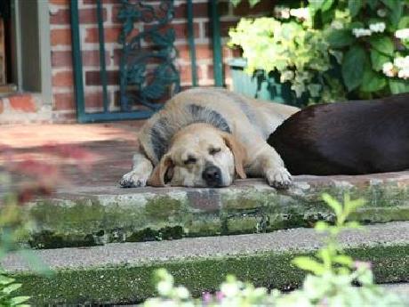 Isabelle Inn Bed & Extraordina