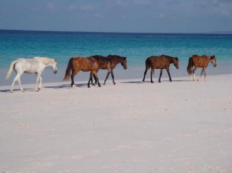 Sugar Apple Bed and Breakfast