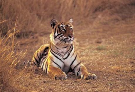 The Oberoi Vanyavilas