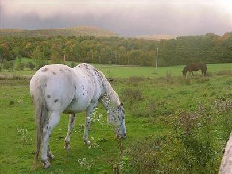 Inn At Buck Hollow Farm