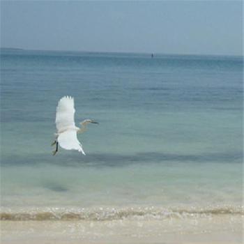 San Pedro De Majagua