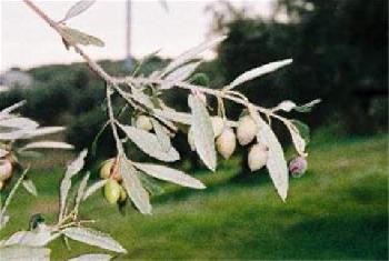 Athinaikon Hotel Heraklio