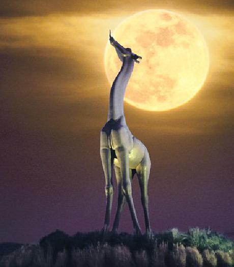 Fairfield Inn & Suites Dallas Market Center