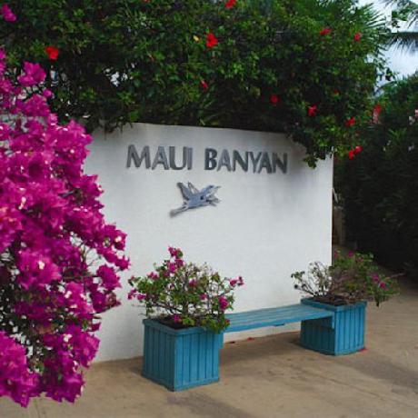 Maui Banyan - MCH