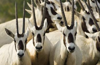 Desert Island Resort and Spa