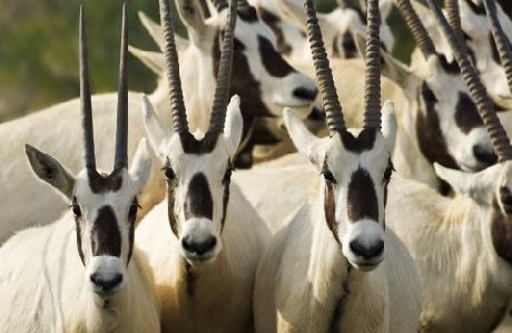 Desert Island Resort and Spa