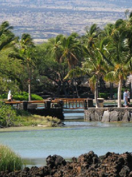 Kolea at Waikoloa Beach