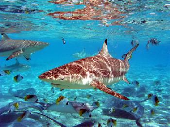 InterContinental LE MOANA BORA BORA