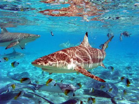 InterContinental LE MOANA BORA BORA