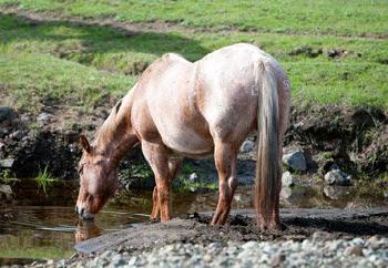 Courtyard San Luis Obispo
