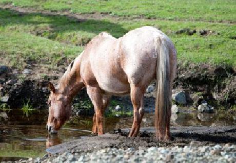 Courtyard San Luis Obispo