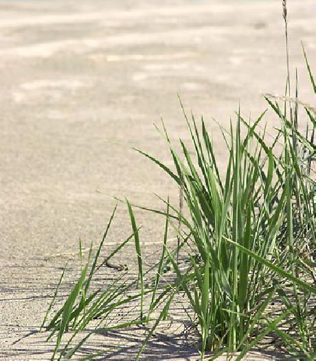 Courtyard Merrillville