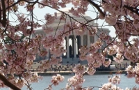National Cherry Blossom Festival