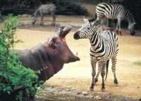 Зоопарк в г. Базель