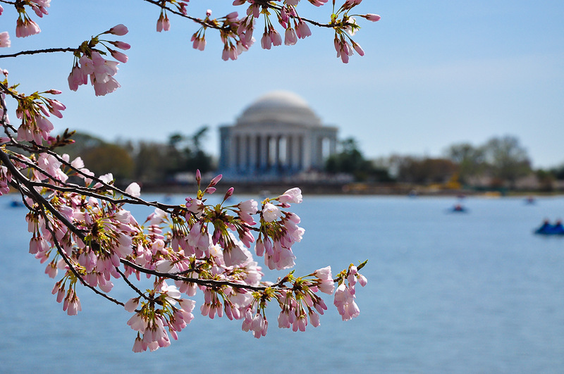 Цветение Сакуры в Вашингтоне