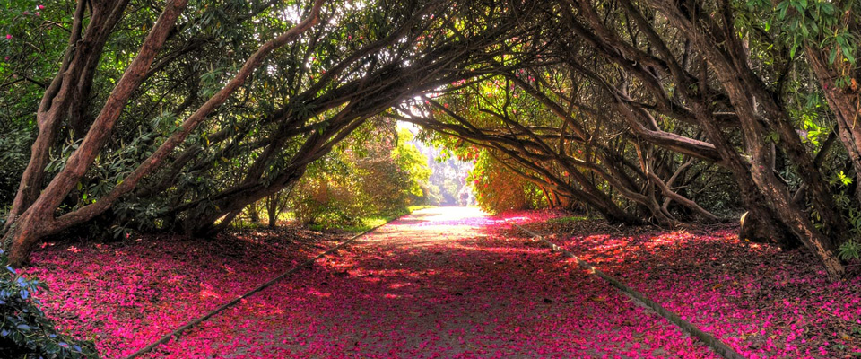 thegothnan чайные плантации