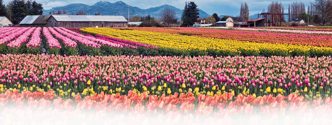 Skagit Valley праздник тюльпанов