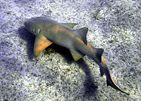 Акула-нянька