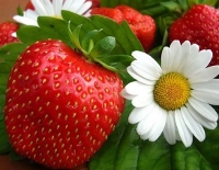 Праздник в Суоненйоки