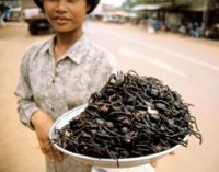 Деликатес из Камбоджи