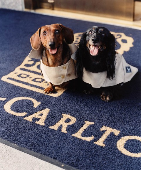 hotels for pets in USA