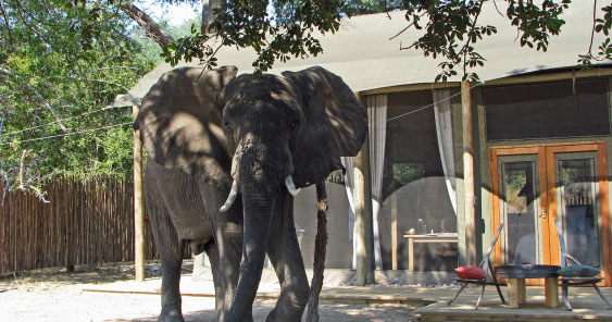 Ruckomechi Camp Замбия