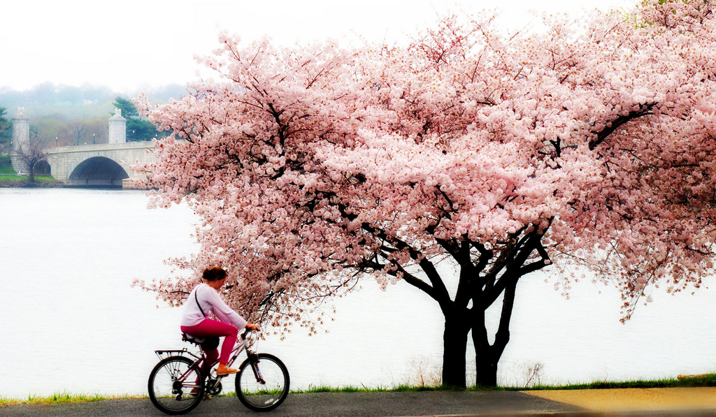 вашингтон праздник цветения сакуры