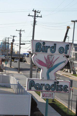 Bird of Paradise Motel