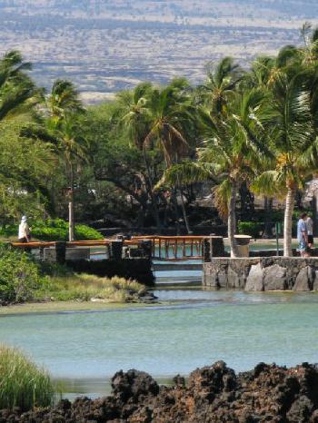 Kolea at Waikoloa Beach