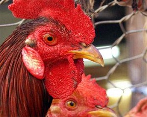 hotel for chickens in Kent
